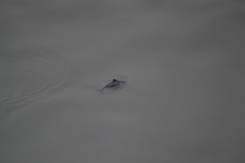 Missing Picture